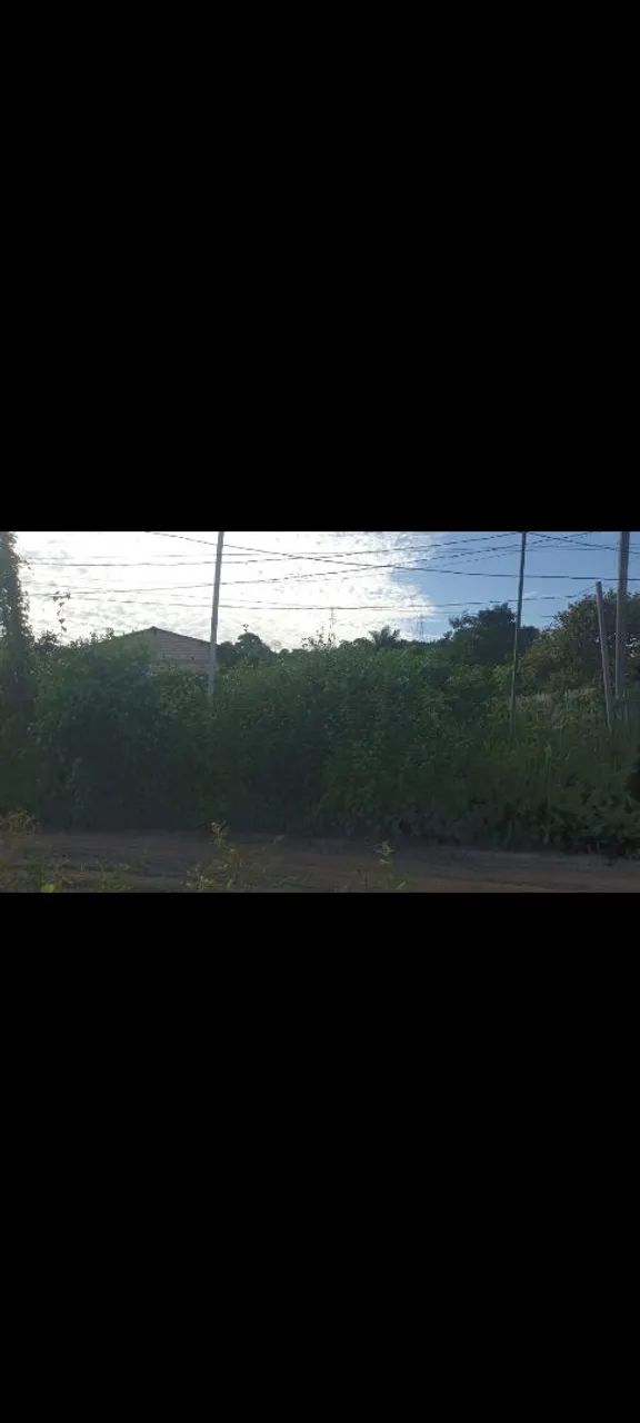 Limpeza de terreno  - Foto 2