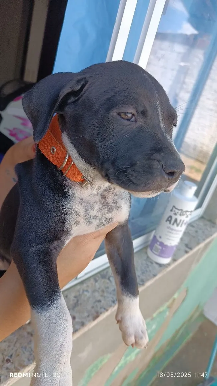 Filhote de Pitbull para venda fêmea linda
