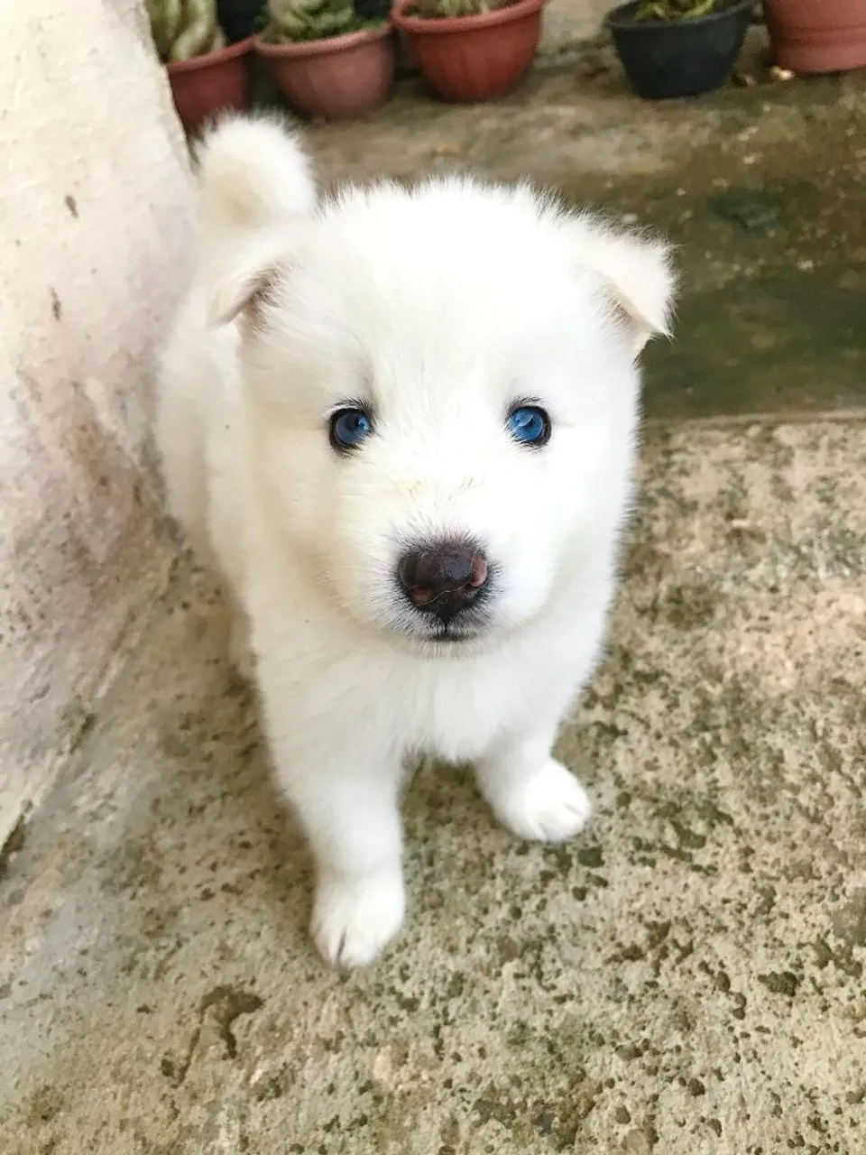 Husky Siberiano- Olhos Azuis