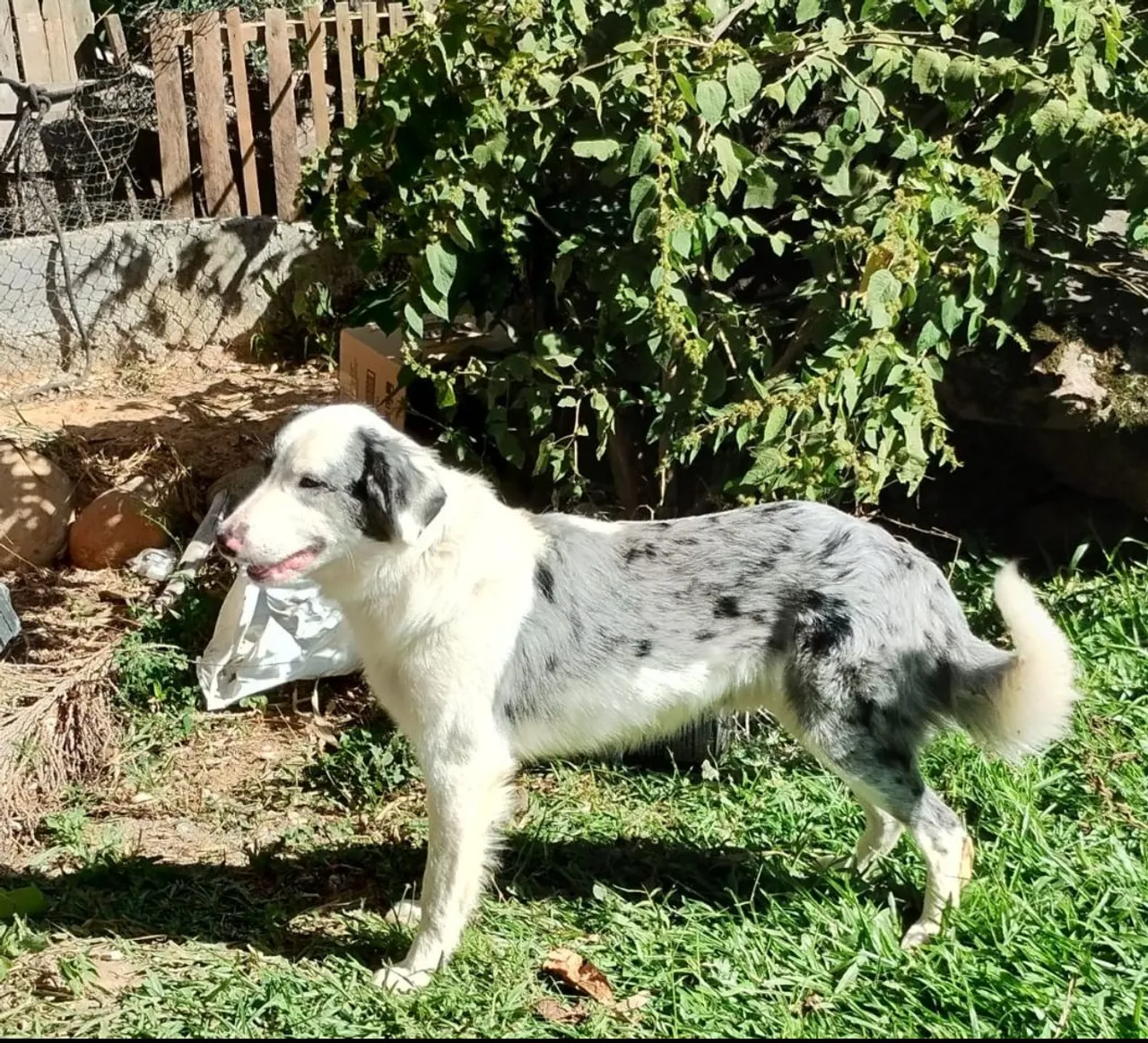 Border Collie lindo!