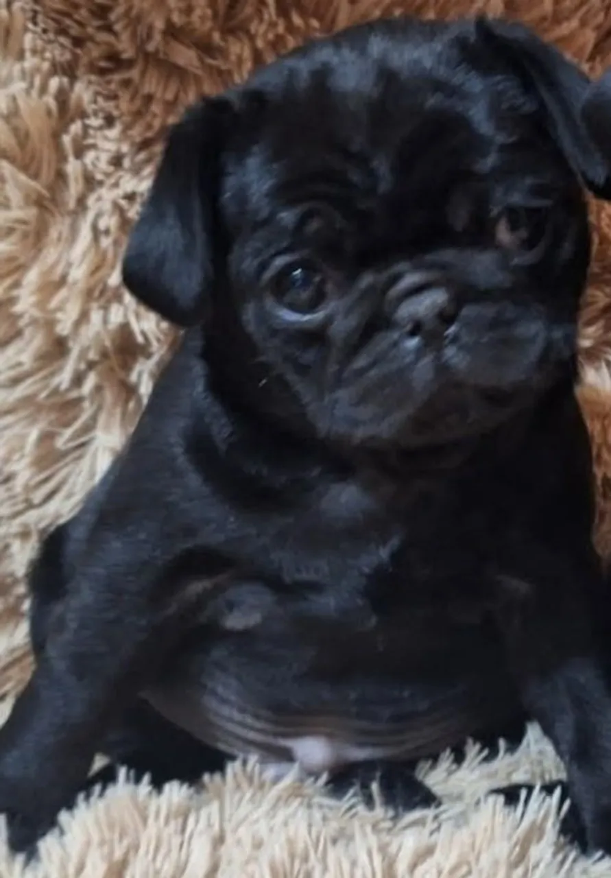 Filhote de Pug