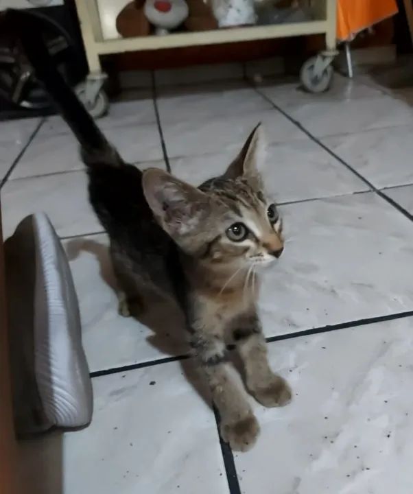 Gatinho lindo disponível para adoção - Foto 2