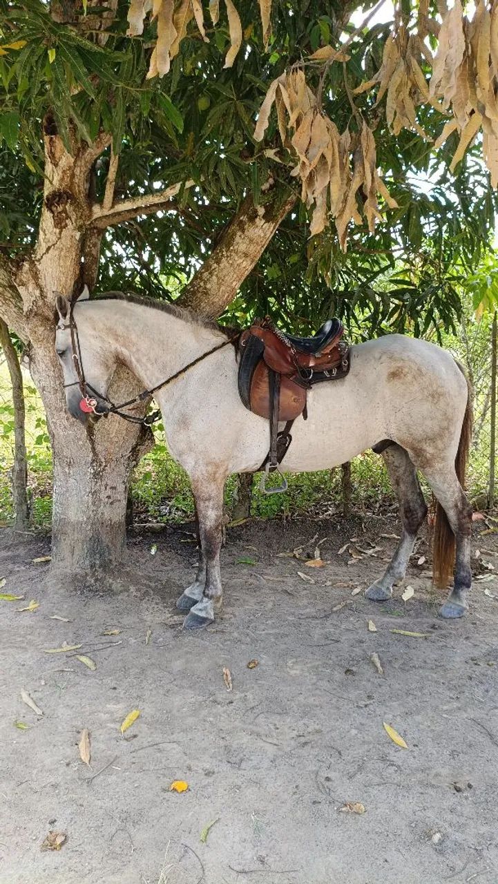 Cavalo Marcha Picada 7 anos