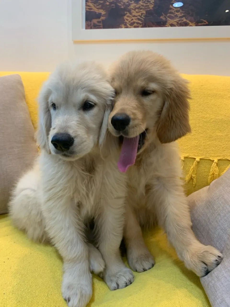 Filhote Golden Retriever - Fofo e Brincalhão - Foto 6