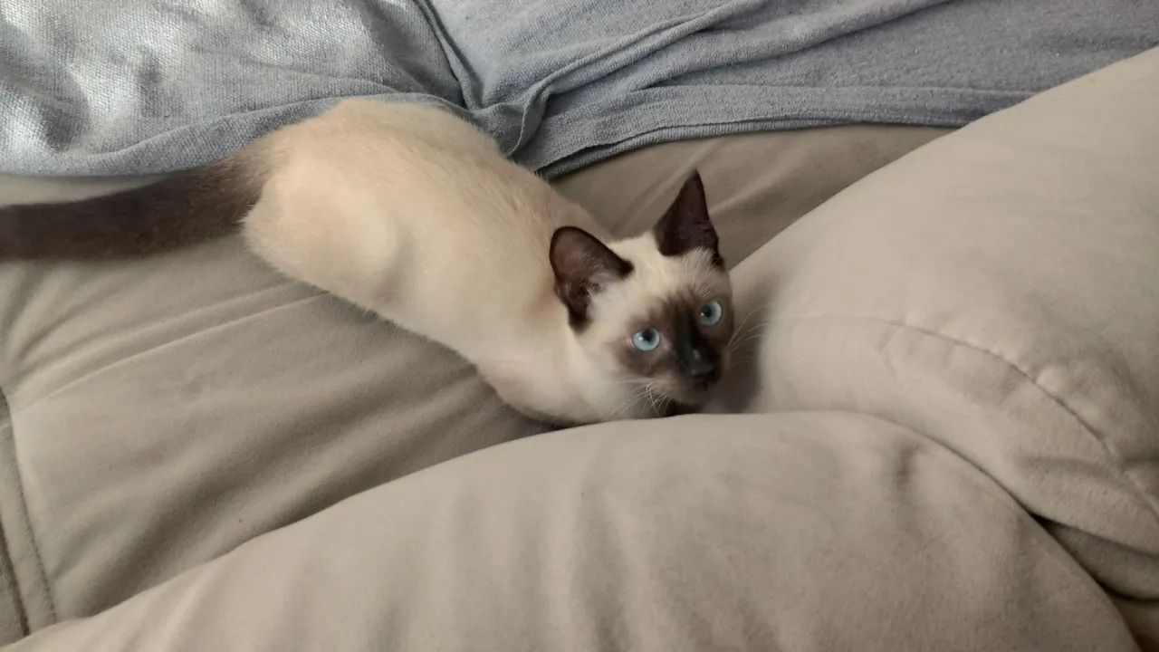 Gatinha Siamês disponível para adoção - Foto 2