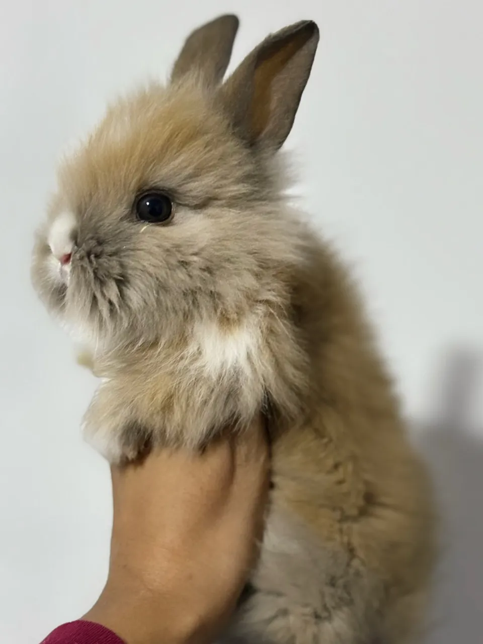 Coelhinho Mini Lionhead
