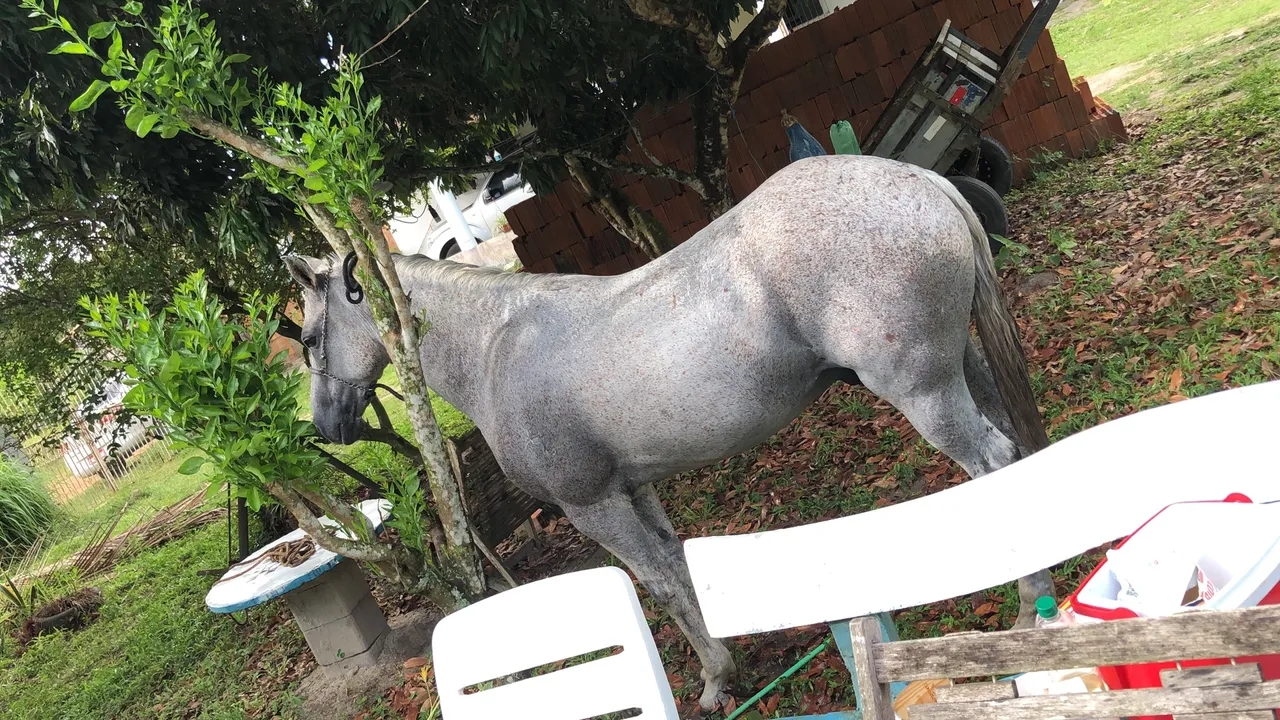 Vendo cavalo