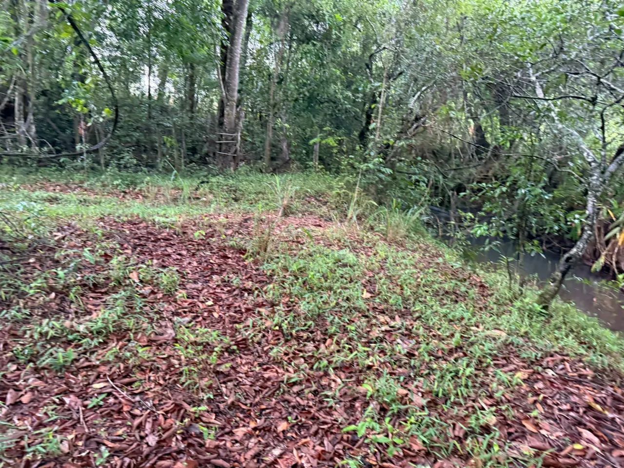 Terreno módulo rural em florestal  - Foto 4