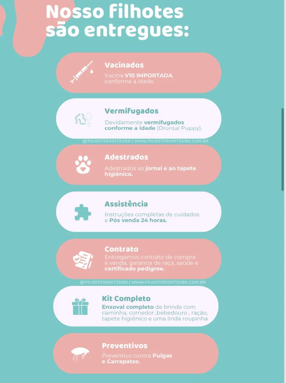 SHITZU FILHOTE FÊMEA - Foto 4