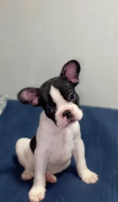 Filhote de Bulldog Francês - Foto 2