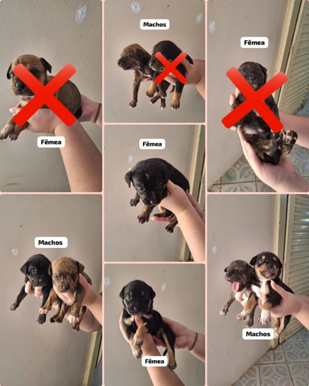 FILHOTES PARA DOAÇÃO