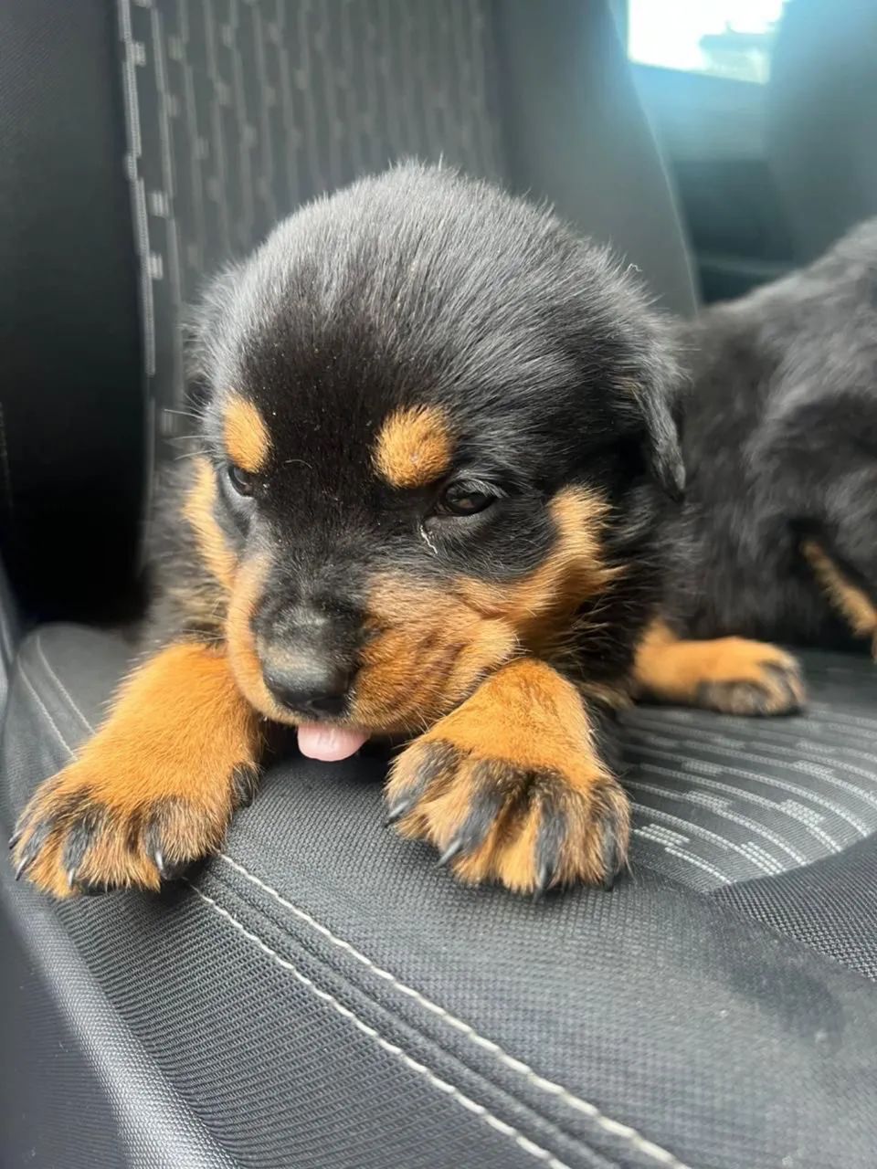 rotwailler cabeça de touro com 68 dias vacinado