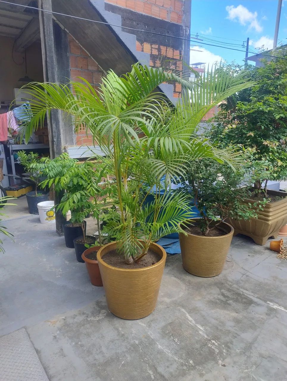 Palmeira Areca  2 metros - Foto 2