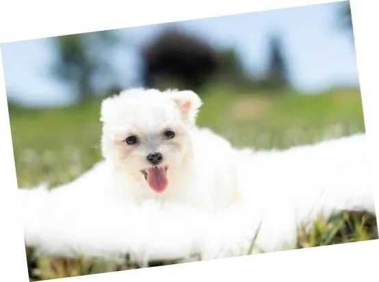 Maltês: A Elegância em um Pequeno Pacote