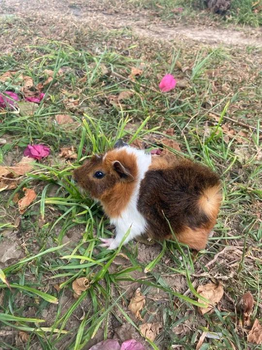 Porquinho angora  - Foto 5