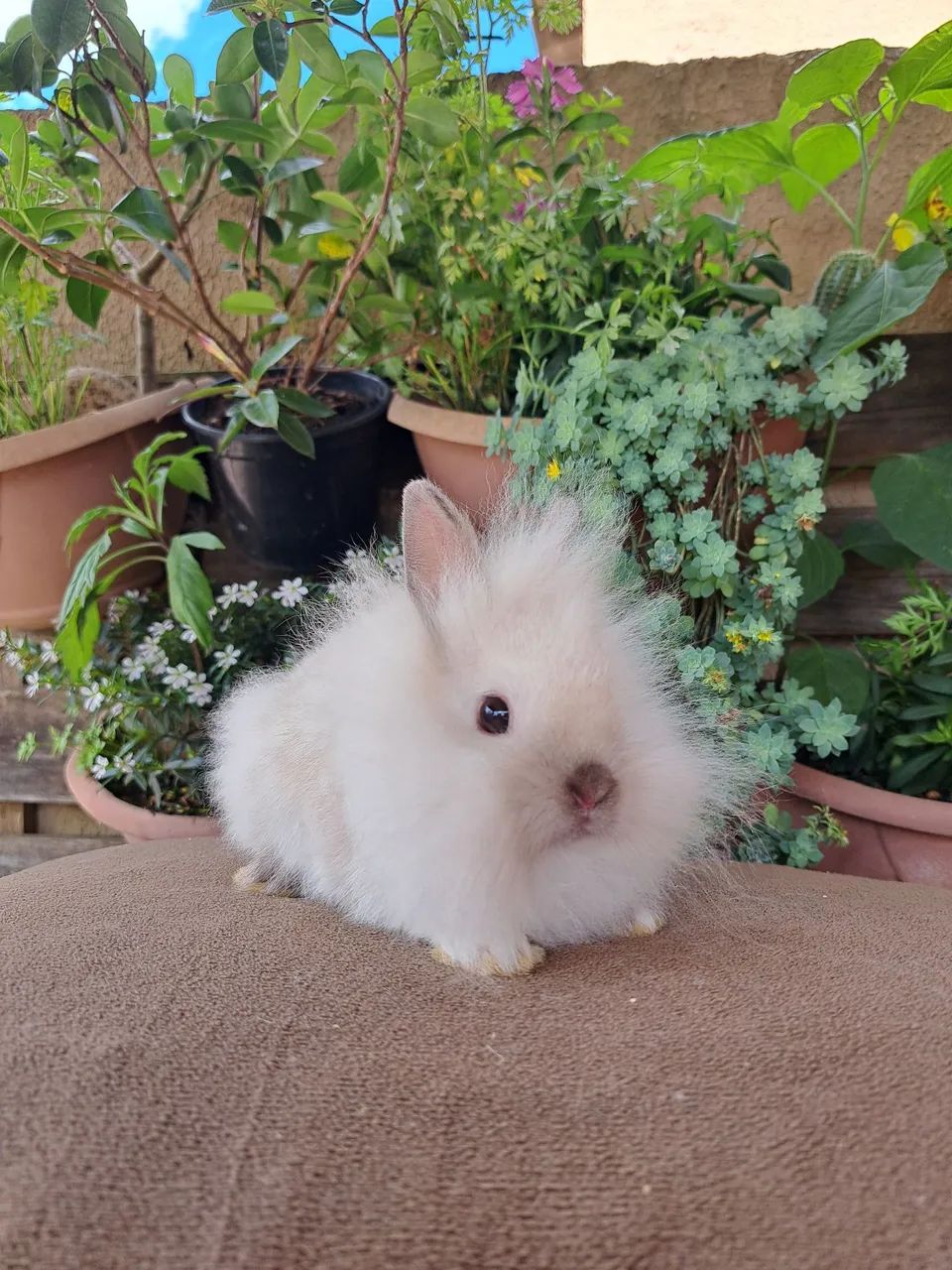 Mini lion filhotes fofos