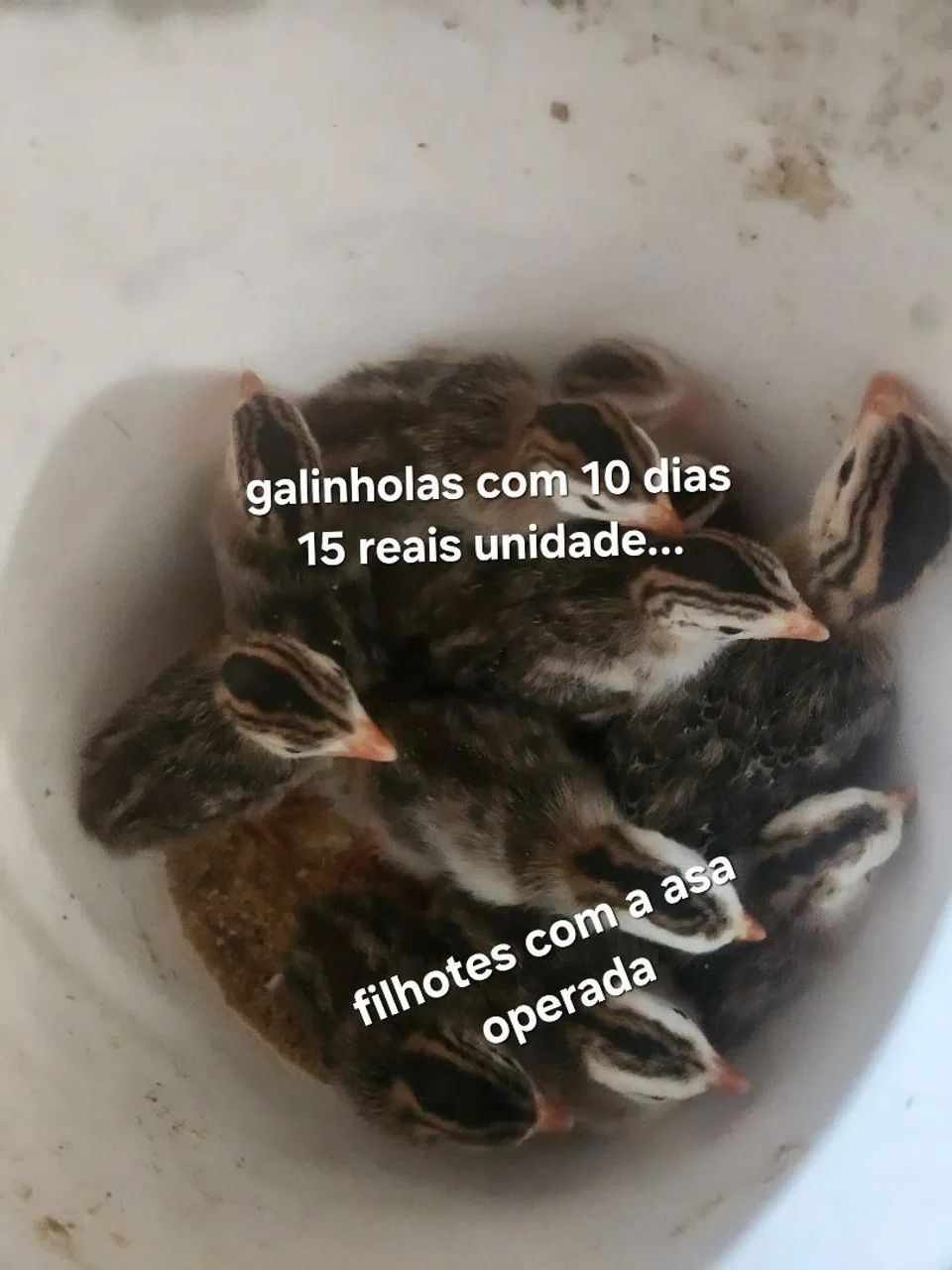 filhotes de aves - Foto 3