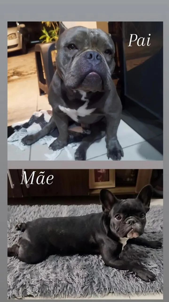 Vende_se filhotes buldog francês  com american bully 