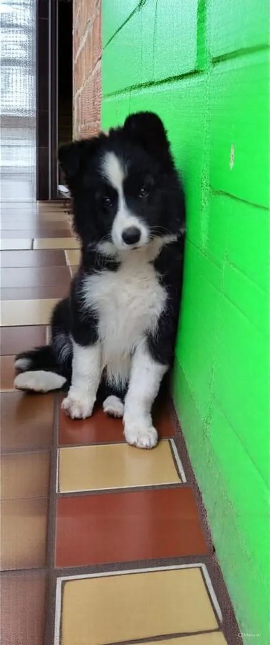 Filhotes de Border collie  - Foto 2