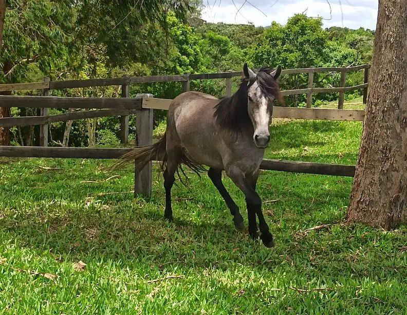 Cavalo Mangalarga Marchador - Foto 3