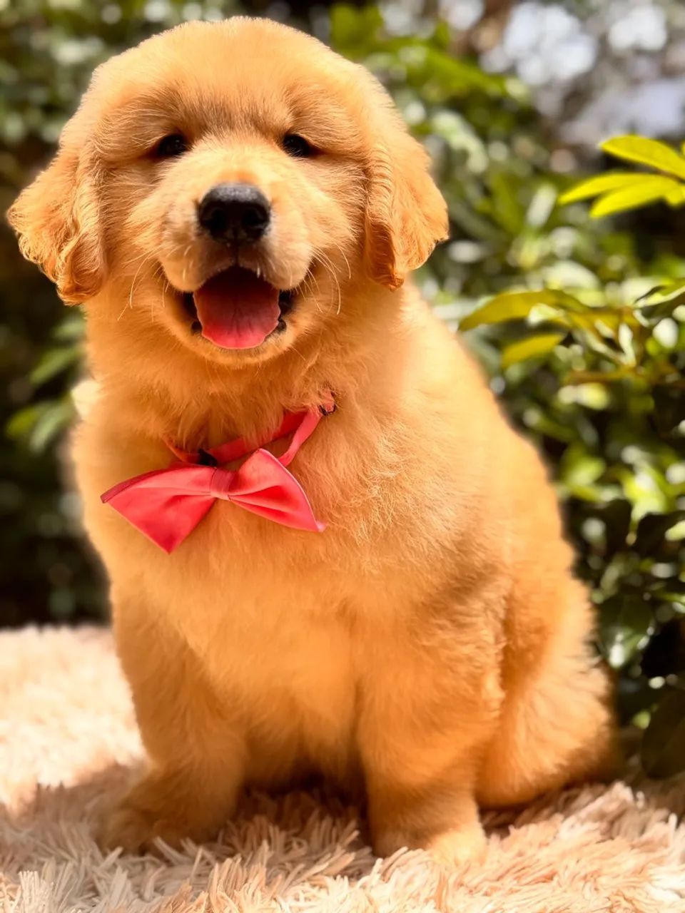 *golden retriever  - Foto 4