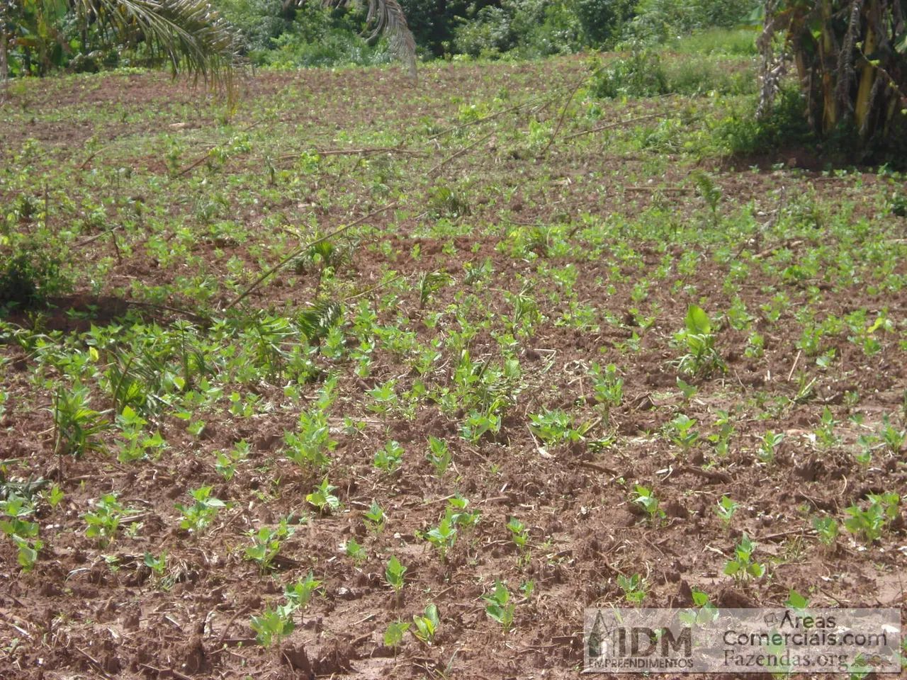 Fazenda agropecuária com 666 ha em Critalândia - TO - Foto 2