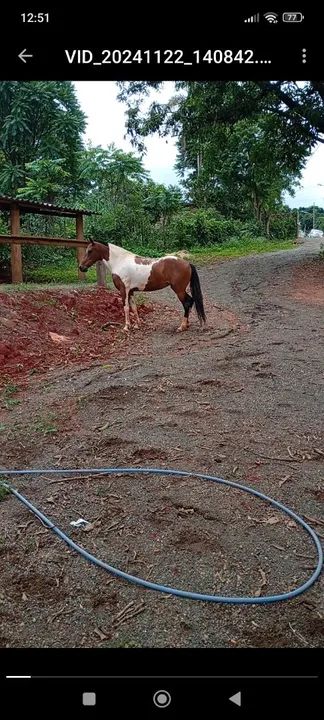 Égua PAMPA CASTANHA, A VENDA. - Foto 4