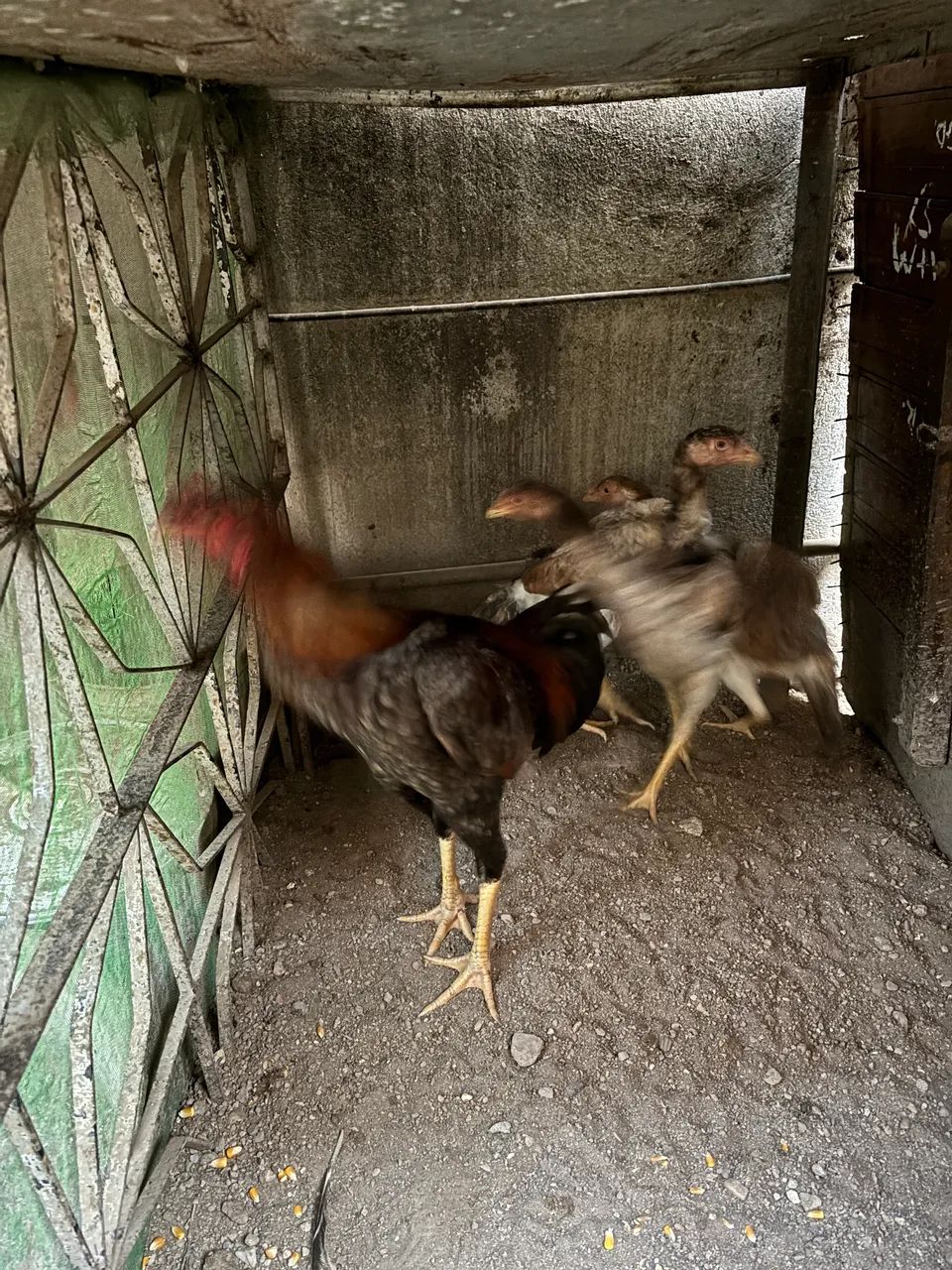 Vendia galos. Valor unitário. - Foto 3