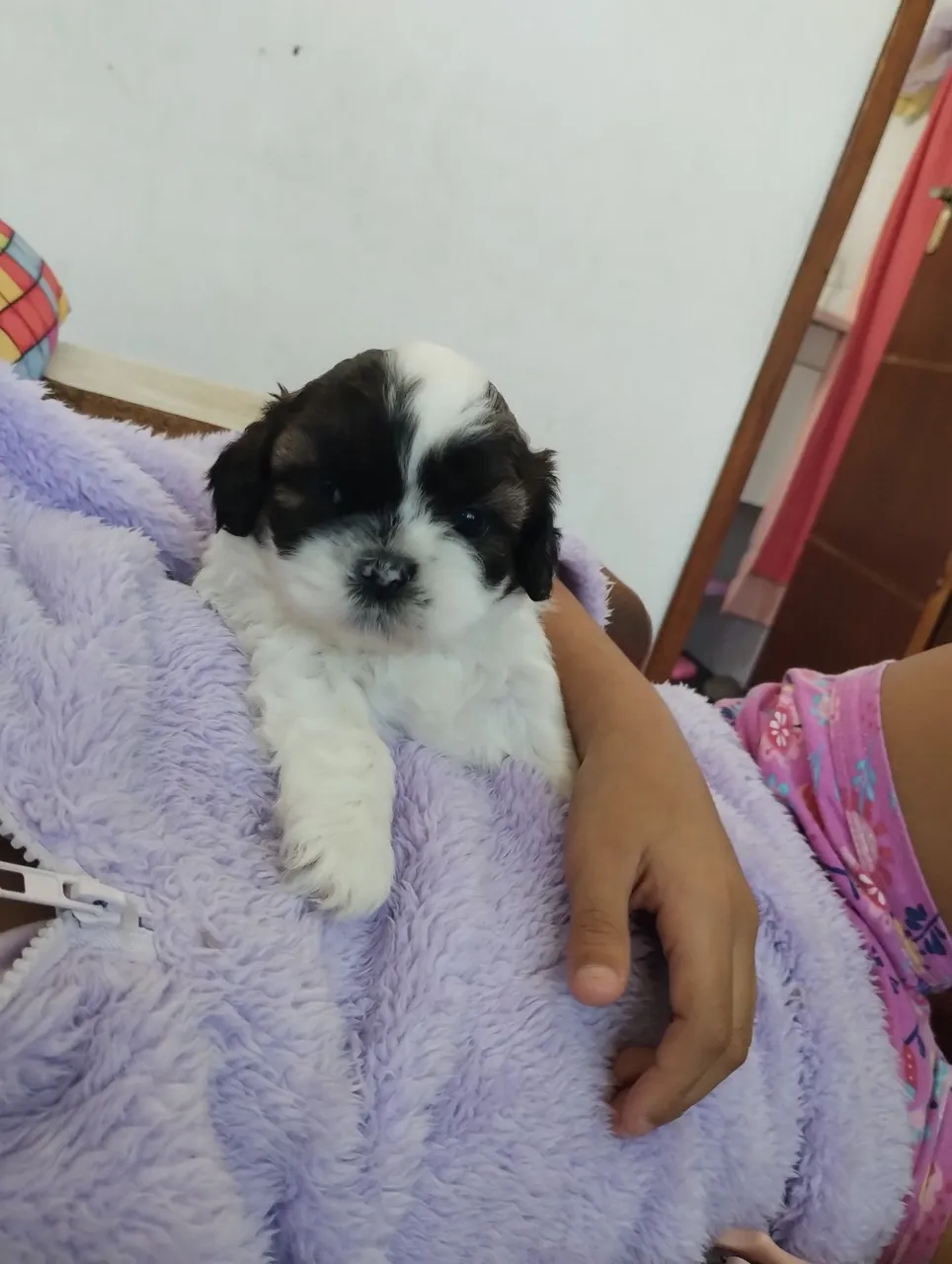 Filhote fofo de Shih Tzu disponível para adoção