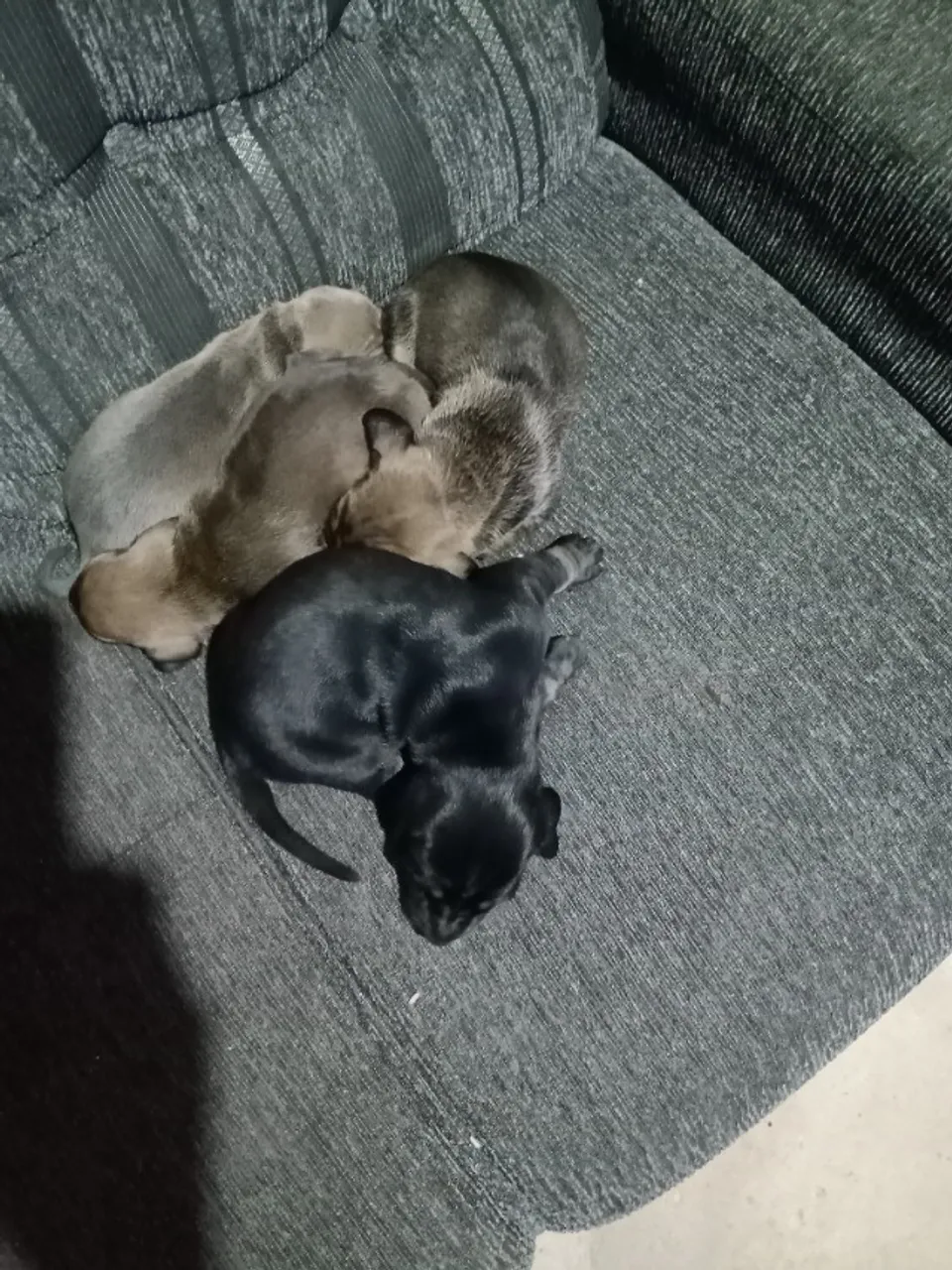 Disponível filhotes fêmeas de Basset