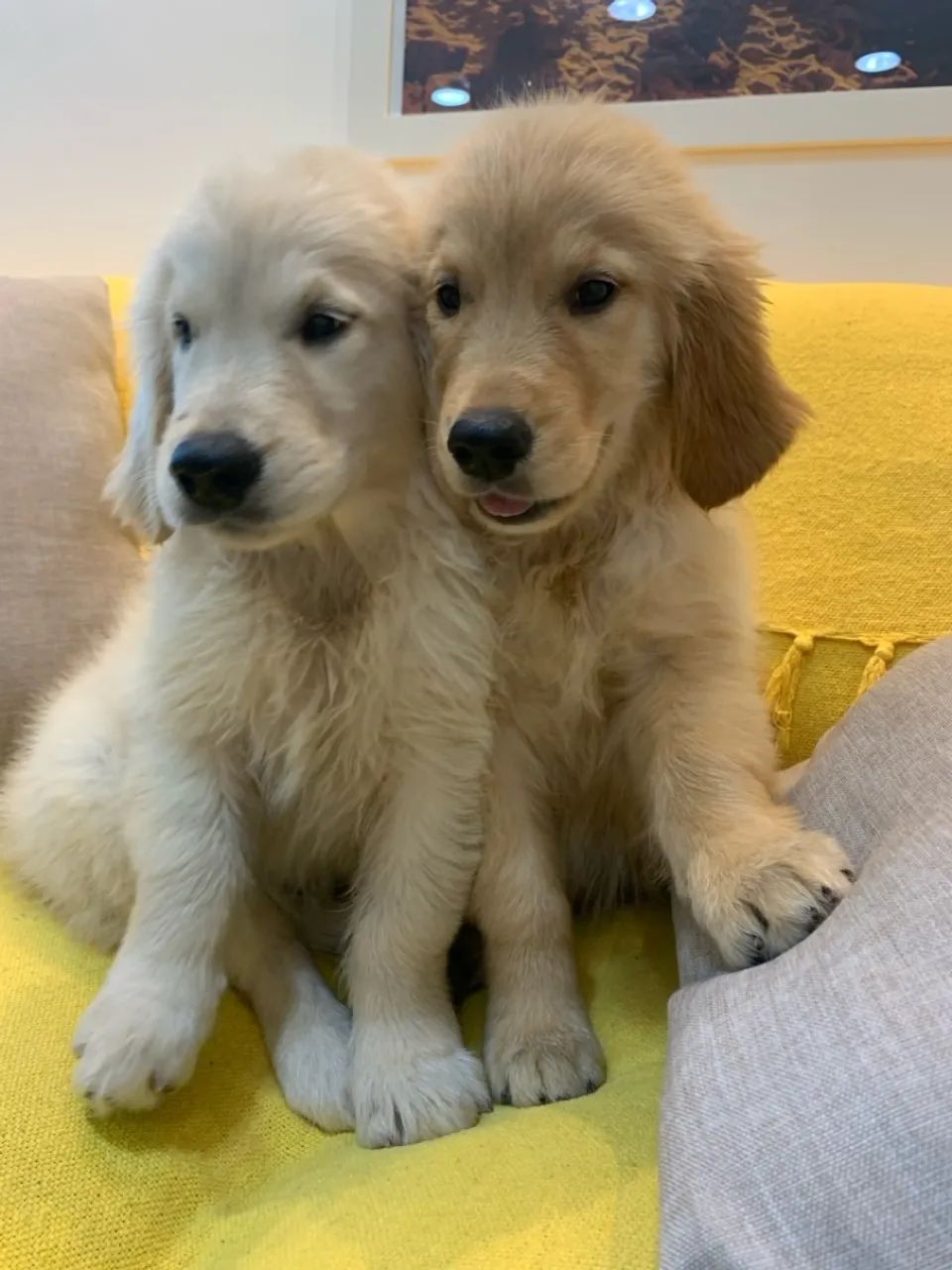 Filhote Golden Retriever - Fofo e Brincalhão - Foto 4