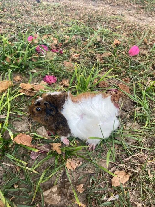 Porquinho angora  - Foto 4