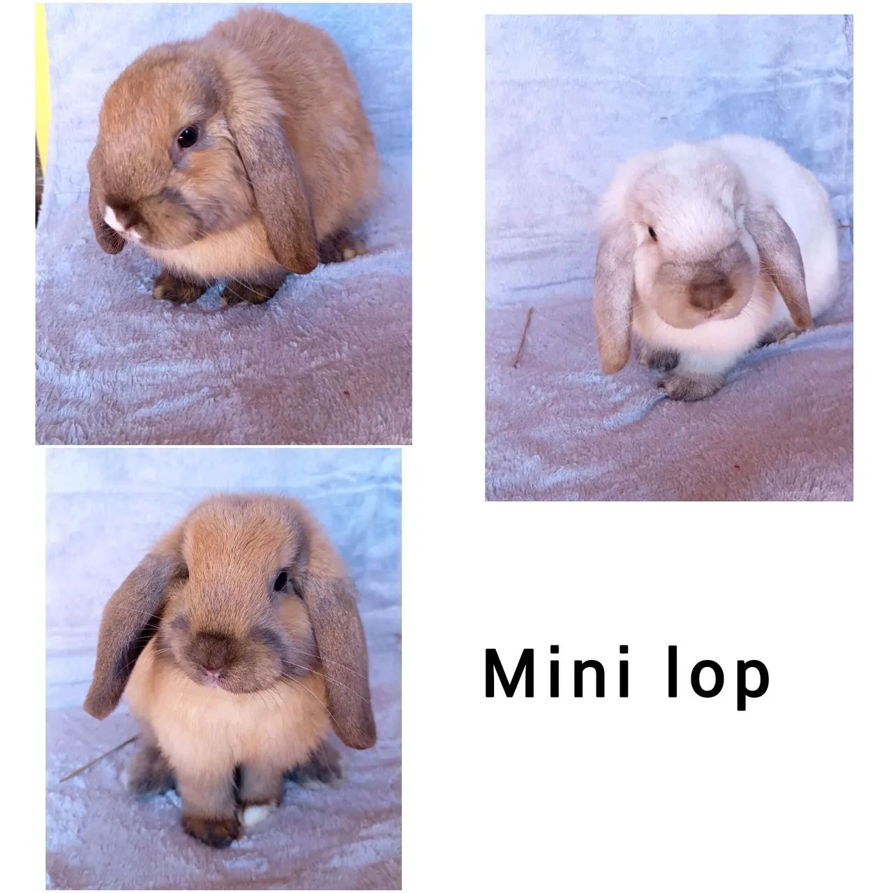 Filhotes e adultos de Netherland e Mini lop disponíveis  - Foto 2