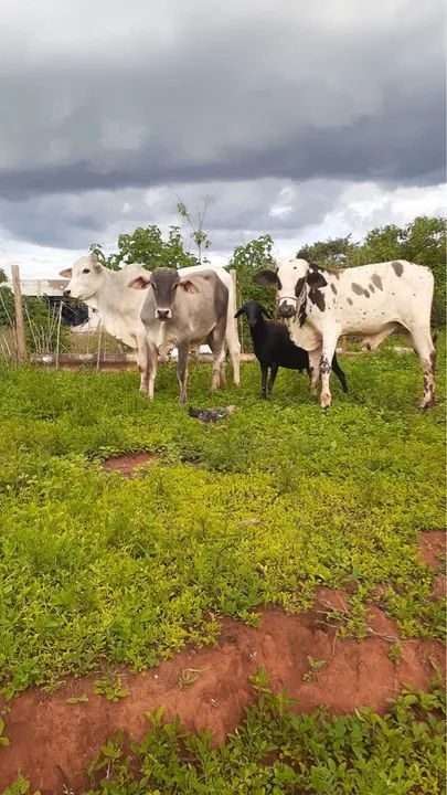 Vendo 3 novilhos  - Foto 3