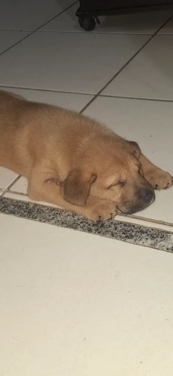 Filhote de cachorro doação urgente!!