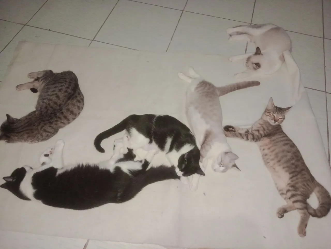 Gatinhos para Adoção - Diversas Cores e Temperamentos!