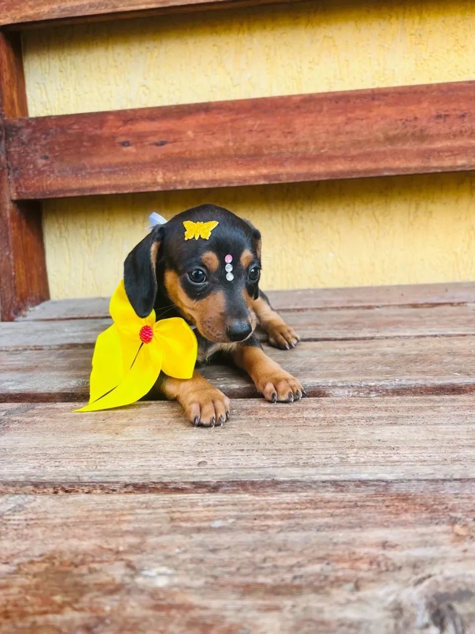 Basset Dachshund Fêmea mine preta e canela pedigree opção - Foto 4