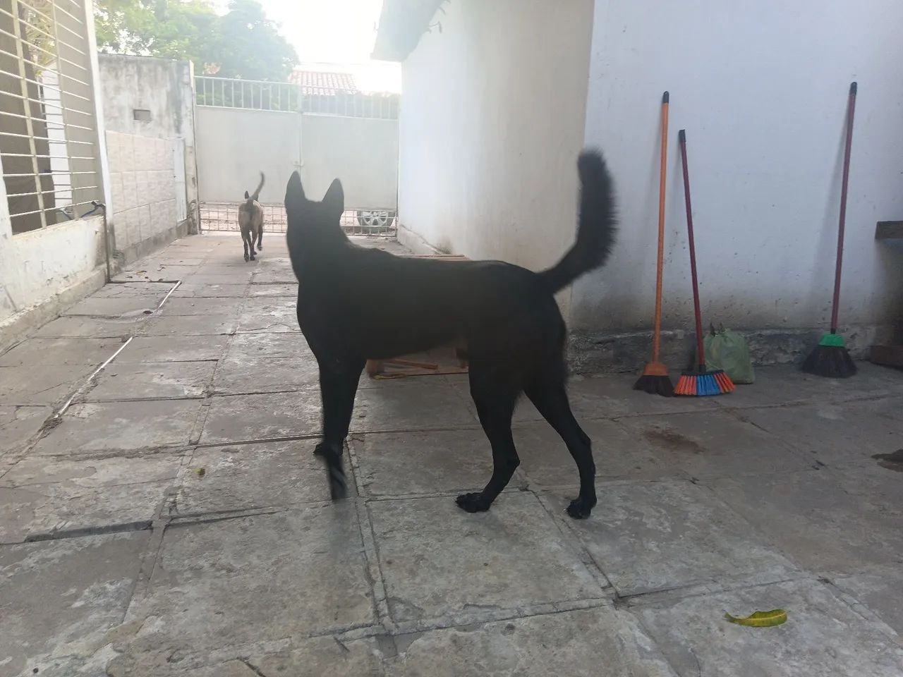 Pastor Belga Malinois  - Foto 2