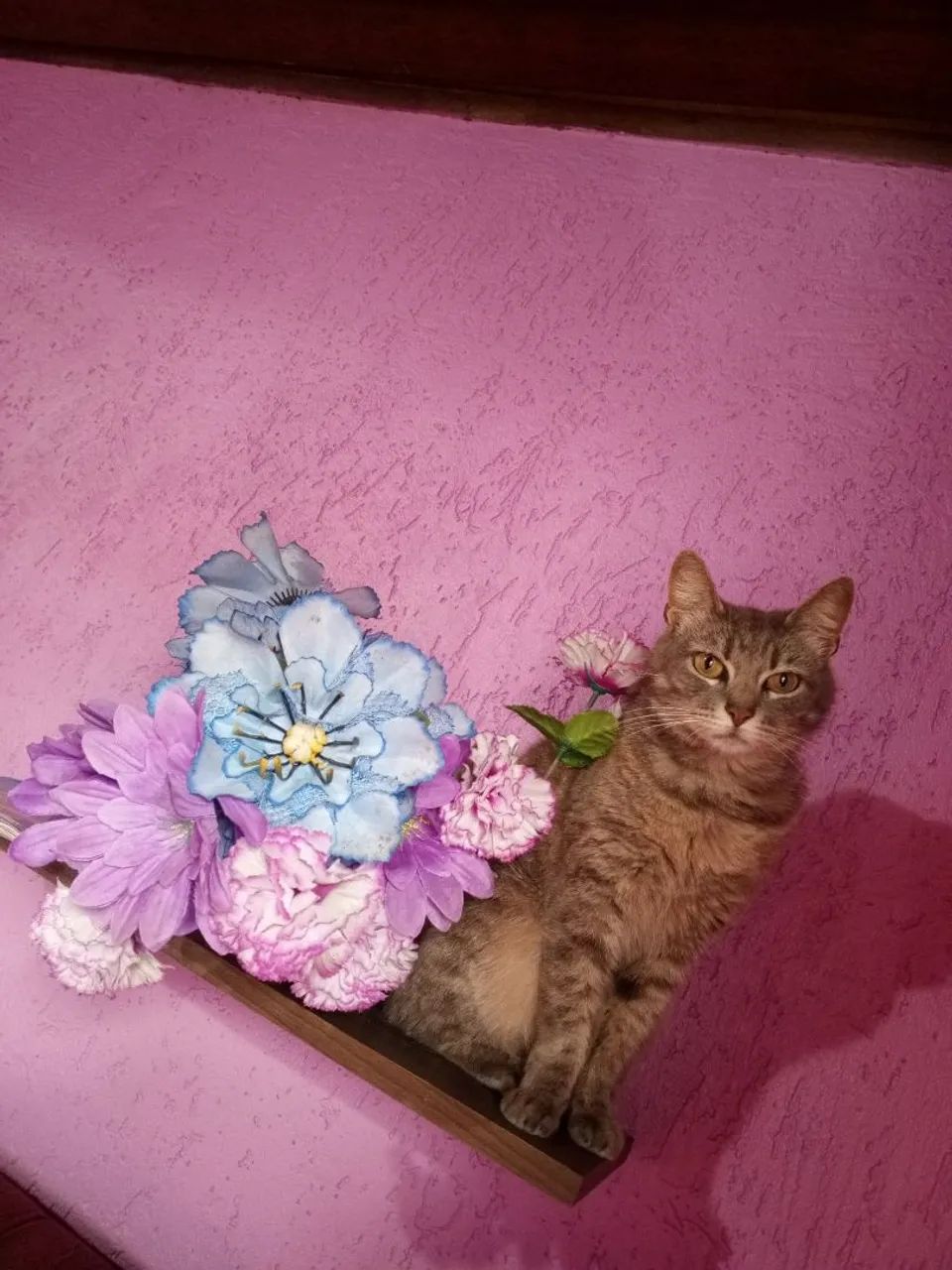 Doa se gatinha amorosa  - Foto 2