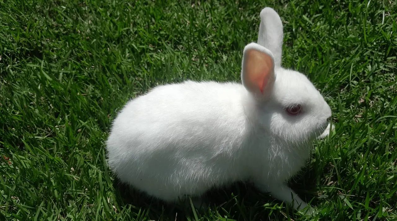 Coelho netherland Dawf 