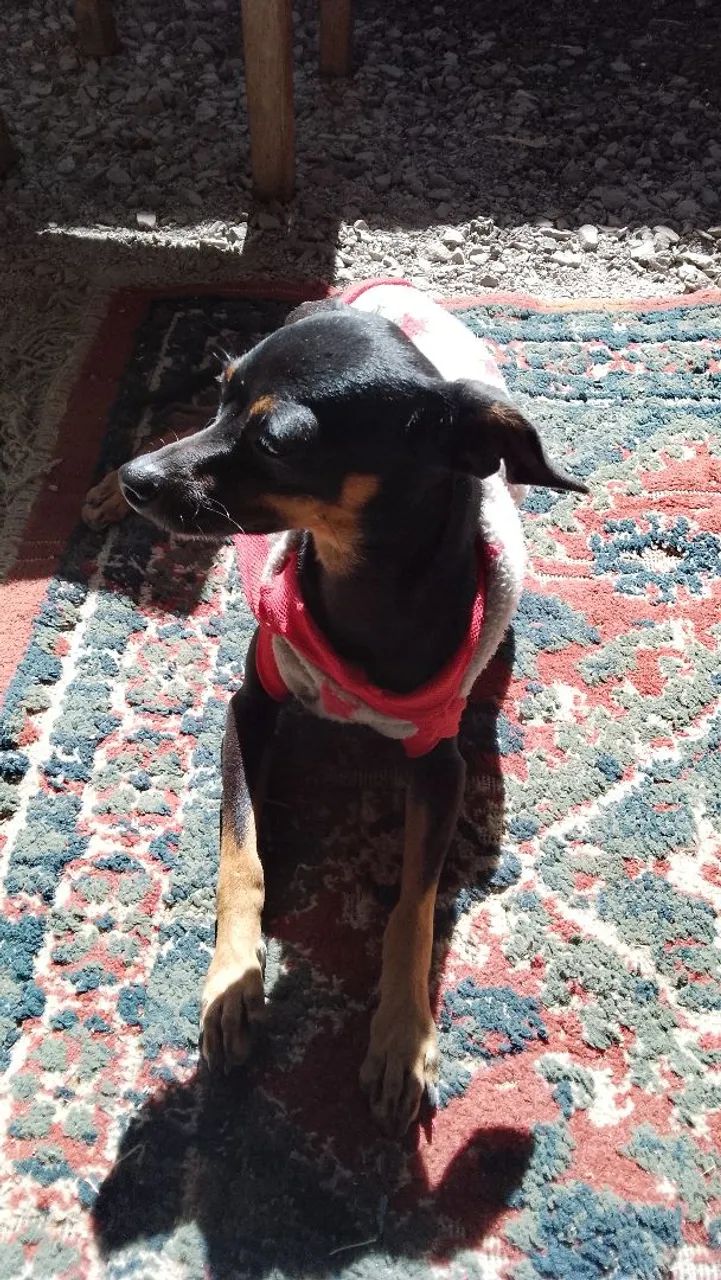 Filhote de Pinscher - Foto 4