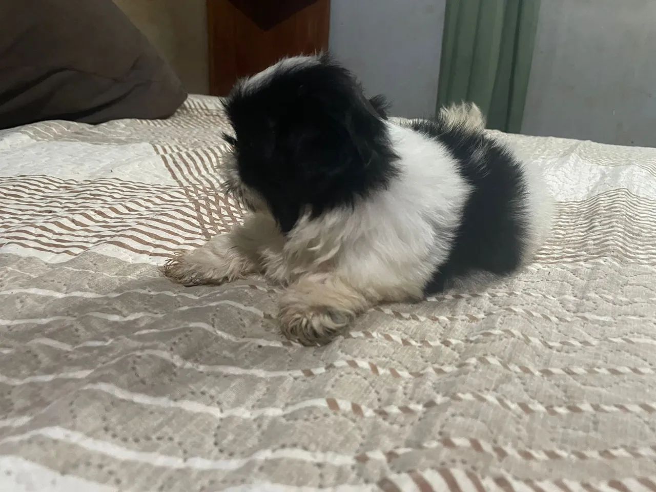 Vendo filhote de Shitzu macho com 55 dias  - Foto 4