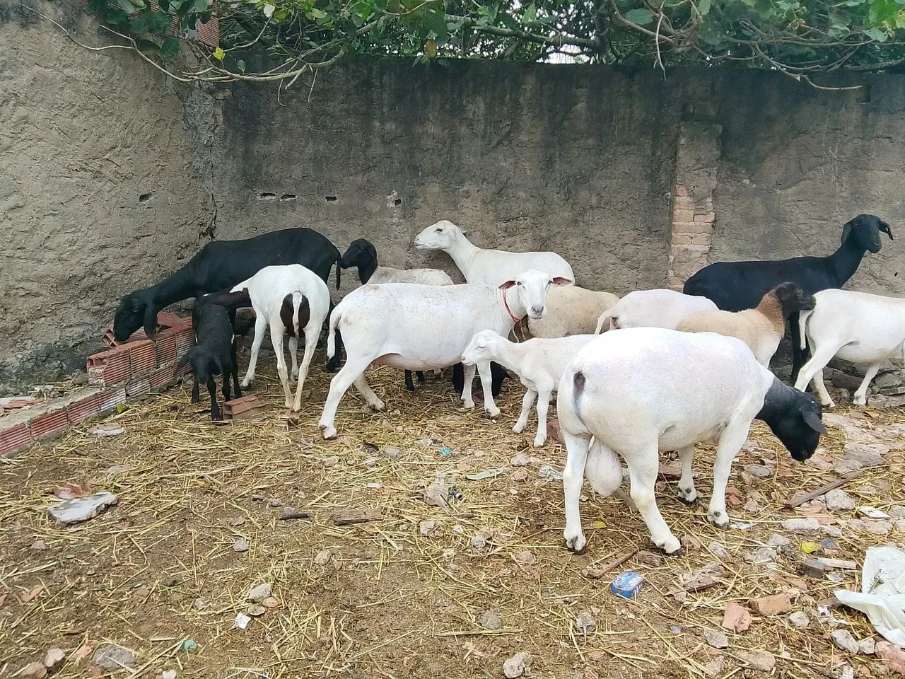 Animais de estimação  - Foto 3