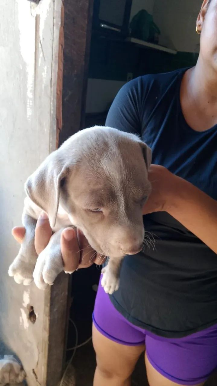 Vendo filhotes de Pit bull - Foto 4