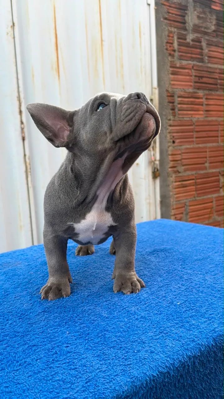 American Bully Micro Exótico  - Foto 4