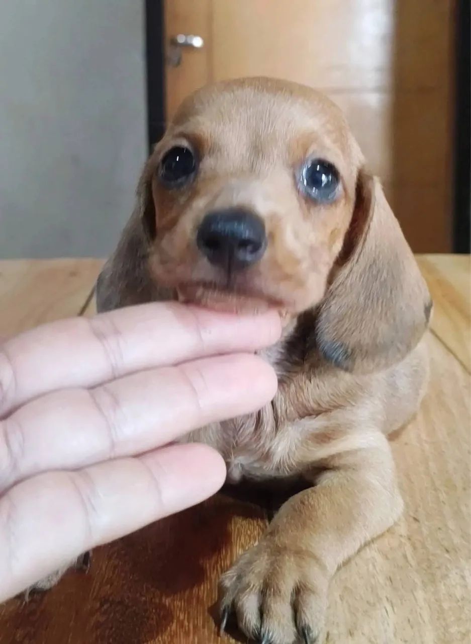 Cachorro - Foto 2