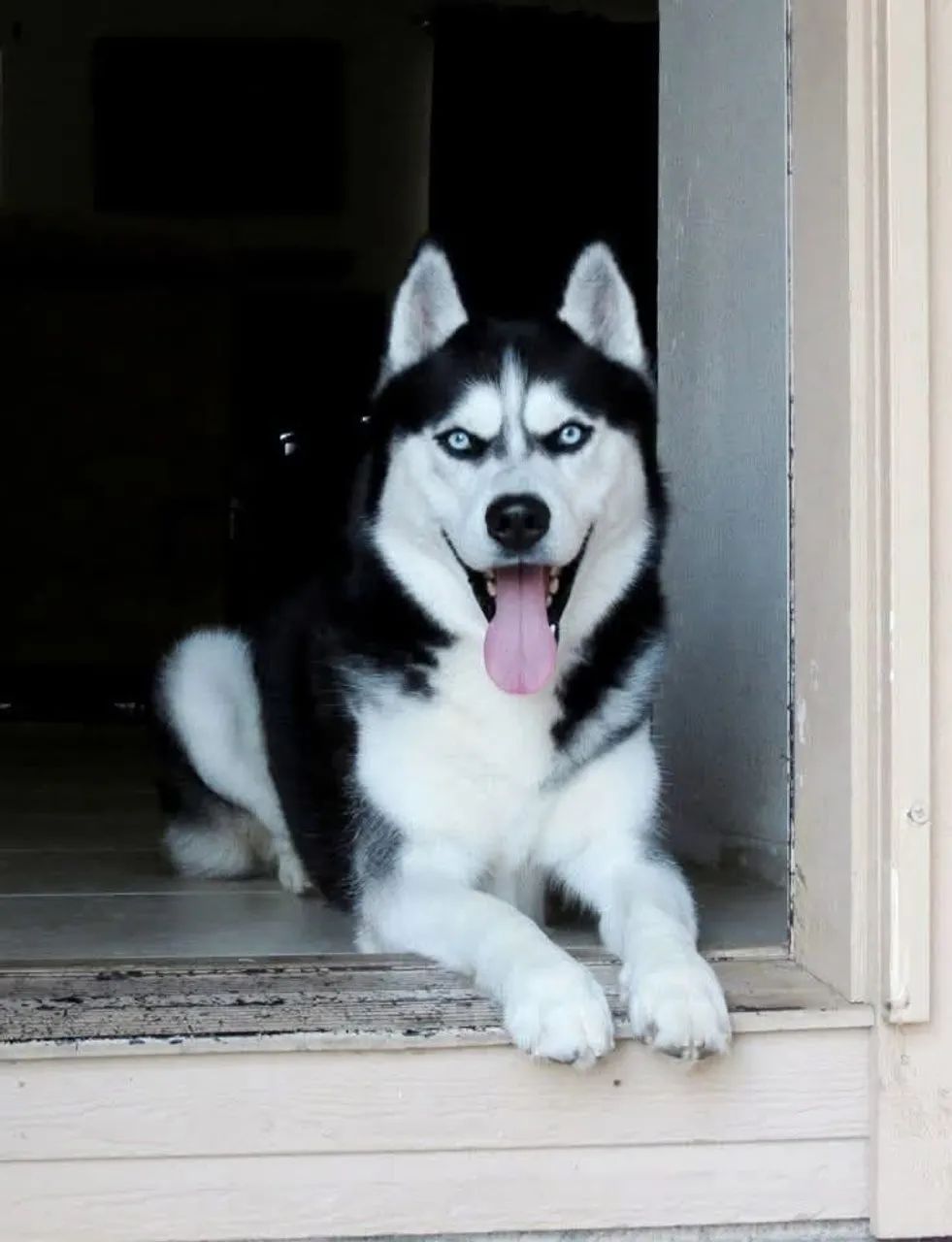 Husky 