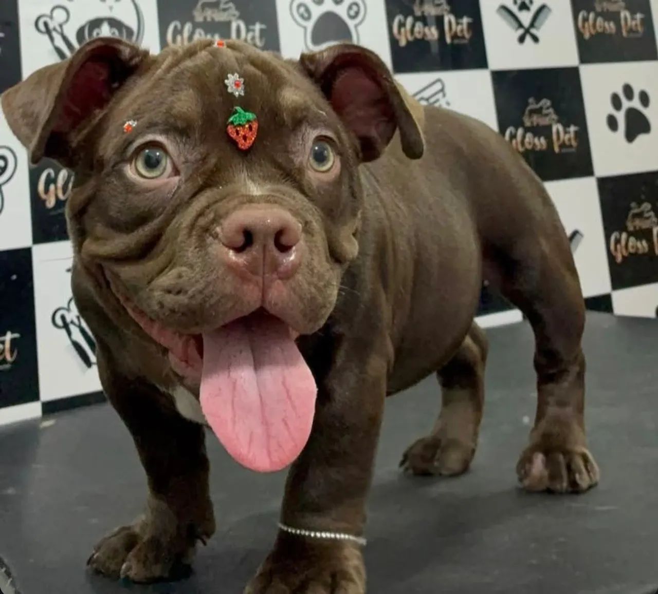 American bully micro fêmea com pedigree - Foto 3