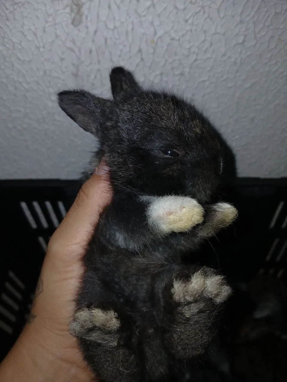 Coelhos - Foto 5