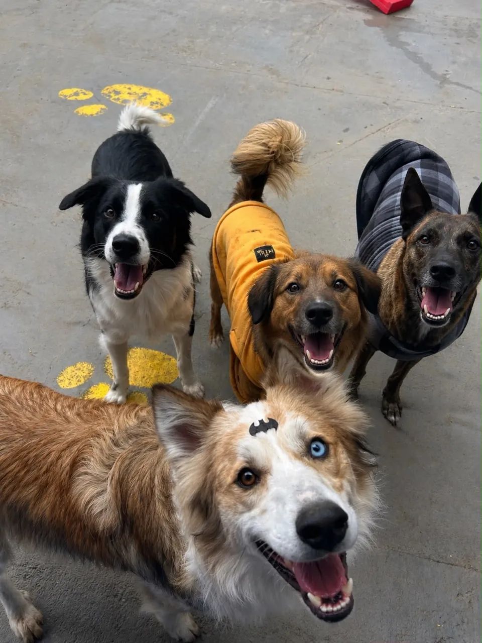 Connect Dogs - Creche, banho e hotel Pet - Foto 5